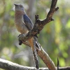 Cacomantis flabelliformis (Fan-tailed Cuckoo) at Bargo, NSW - 28 Sep 2022 by GlossyGal