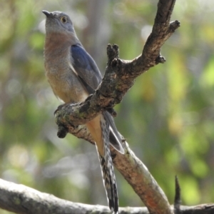 Cacomantis flabelliformis (Fan-tailed Cuckoo) at Bargo, NSW by GlossyGal