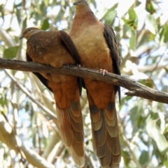 Macropygia phasianella (Brown Cuckoo-dove) at Tahmoor, NSW - 28 Sep 2022 by GlossyGal