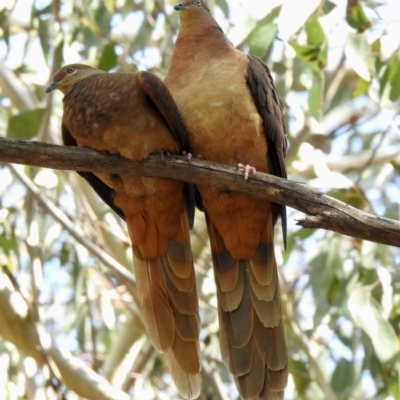 Macropygia phasianella (Brown Cuckoo-dove) at Wollondilly Local Government Area - 28 Sep 2022 by GlossyGal