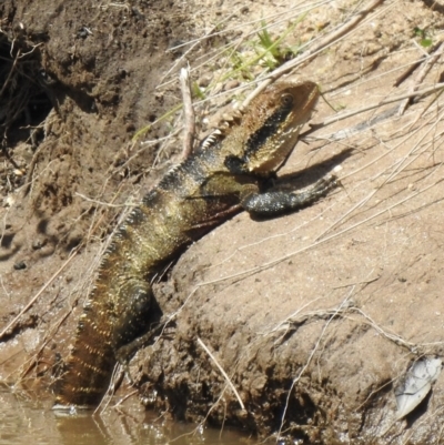 Intellagama lesueurii lesueurii (Eastern Water Dragon) at Tahmoor, NSW - 28 Sep 2022 by GlossyGal