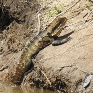 Intellagama lesueurii howittii (Gippsland Water Dragon) at Tahmoor, NSW by GlossyGal