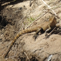 Intellagama lesueurii (Australian Water Dragon) at Tahmoor, NSW - 28 Sep 2022 by GlossyGal