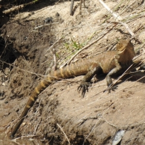 Intellagama lesueurii at Tahmoor, NSW - 28 Sep 2022 12:46 PM