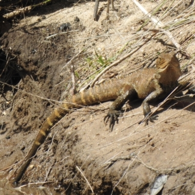 Intellagama lesueurii (Australian Water Dragon) at Wollondilly Local Government Area - 28 Sep 2022 by GlossyGal