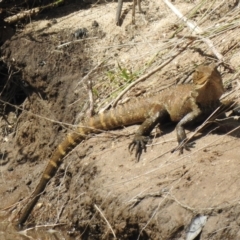 Intellagama lesueurii (Australian Water Dragon) at Wollondilly Local Government Area - 28 Sep 2022 by GlossyGal