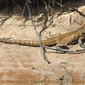 Intellagama lesueurii at Tahmoor, NSW - 28 Sep 2022