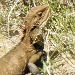 Intellagama lesueurii at Tahmoor, NSW - 28 Sep 2022