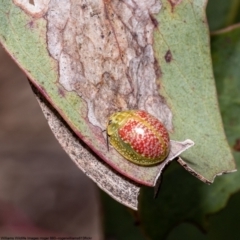 Paropsisterna fastidiosa (Eucalyptus leaf beetle) at Black Mountain - 28 Sep 2022 by Roger
