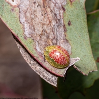 Paropsisterna fastidiosa (Eucalyptus leaf beetle) at Black Mountain - 28 Sep 2022 by Roger