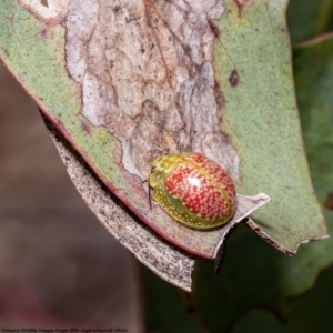 Paropsisterna fastidiosa (Eucalyptus leaf beetle) at Bruce, ACT by Roger