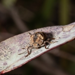 Cadmus (Cadmus) gigas (Leaf beetle) at Bruce, ACT - 27 Sep 2022 by Roger