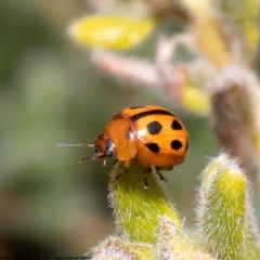 Peltoschema basicollis (Leaf beetle) at Black Mountain - 28 Sep 2022 by Roger