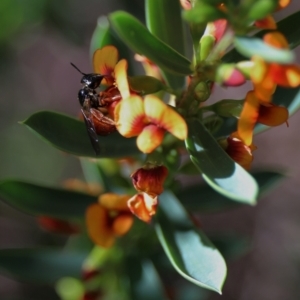 Exoneura sp. (genus) at Acton, ACT - 20 Sep 2022