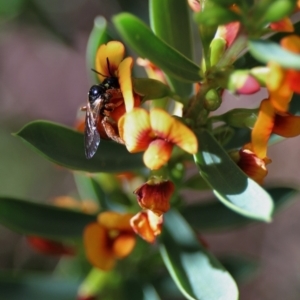 Exoneura sp. (genus) at Acton, ACT - 20 Sep 2022