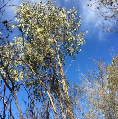 Nesoptilotis leucotis (White-eared Honeyeater) at Lower Cotter Catchment - 1 Aug 2020 by tjwells