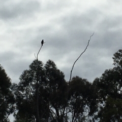 Aquila audax (Wedge-tailed Eagle) at Coree, ACT - 14 Aug 2020 by tjwells