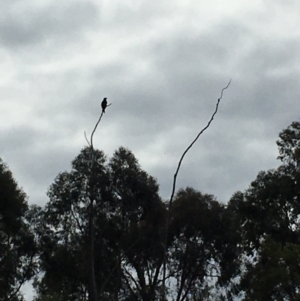 Aquila audax at Coree, ACT - 14 Aug 2020 11:12 AM