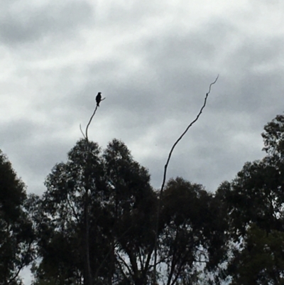 Aquila audax (Wedge-tailed Eagle) at Cotter Reservoir - 14 Aug 2020 by tjwells