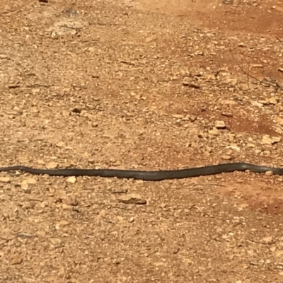 Pseudonaja textilis (Eastern Brown Snake) at Cotter River, ACT - 28 Sep 2019 by tjwells