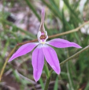 Caladenia carnea at Hall, ACT - suppressed