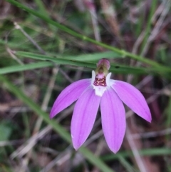 Caladenia carnea at Hall, ACT - suppressed