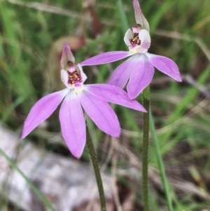 Caladenia carnea at Hall, ACT - suppressed