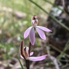 Caladenia carnea (Pink Fingers) at Hall, ACT - 28 Sep 2022 by strigo