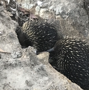 Tachyglossus aculeatus at Paddys River, ACT - suppressed