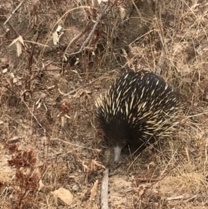 Tachyglossus aculeatus at Cotter River, ACT - 6 Jan 2020