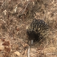 Tachyglossus aculeatus (Short-beaked Echidna) at Lower Cotter Catchment - 6 Jan 2020 by tjwells