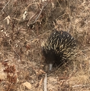 Tachyglossus aculeatus (Short-beaked Echidna) at Cotter River, ACT by tjwells