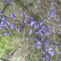 Comesperma volubile (Love Creeper) at Aranda, ACT - 28 Sep 2022 by lbradley