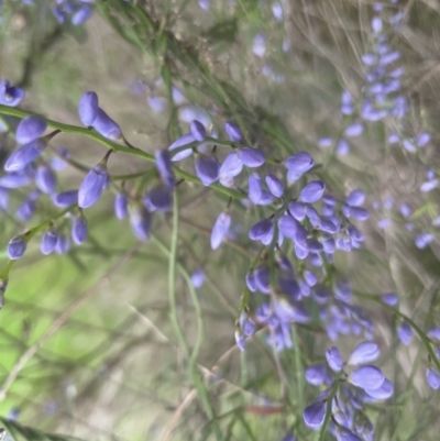 Comesperma volubile (Love Creeper) at Aranda, ACT - 28 Sep 2022 by lbradley