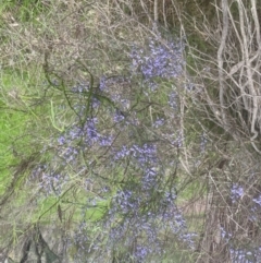 Comesperma volubile at Molonglo Valley, ACT - 28 Sep 2022