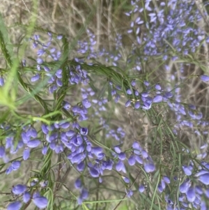 Comesperma volubile at Aranda, ACT - 28 Sep 2022 05:08 PM