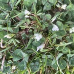 Trifolium subterraneum (Subterranean Clover) at Molonglo Valley, ACT - 28 Sep 2022 by lbradley