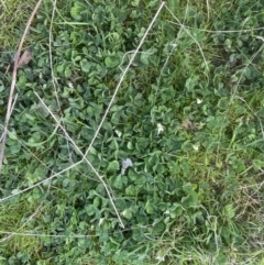 Trifolium subterraneum at Molonglo Valley, ACT - 28 Sep 2022