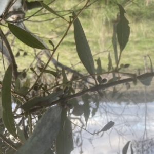 Eucalyptus rubida subsp. rubida (TBC) at suppressed by lbradley