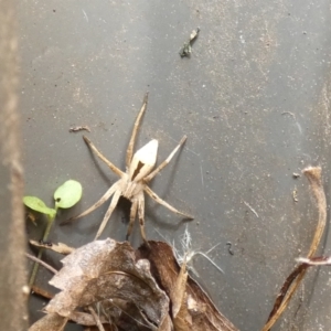 Argoctenus sp. (genus) at McKellar, ACT - 26 Sep 2022