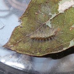 Uraba lugens (Gumleaf Skeletonizer) at Lake Ginninderra - 25 Sep 2022 by Birdy