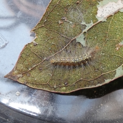 Uraba lugens (Gumleaf Skeletonizer) at Belconnen, ACT - 25 Sep 2022 by Amata