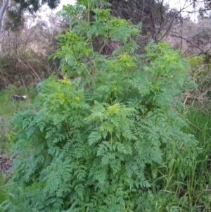 Conium maculatum at Paddys River, ACT - 28 Sep 2022