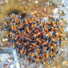 Camponotus consobrinus (Banded sugar ant) at Gundaroo, NSW - 27 Sep 2022 by MaartjeSevenster