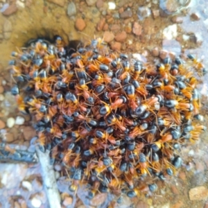 Camponotus consobrinus (Banded sugar ant) at Gundaroo, NSW by MaartjeSevenster