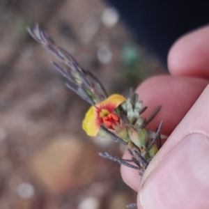 Dillwynia sericea at Bungendore, NSW - 28 Sep 2022 10:53 AM