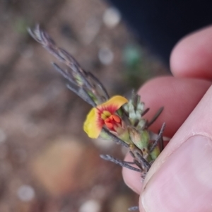 Dillwynia sericea (TBC) at suppressed by clarehoneydove