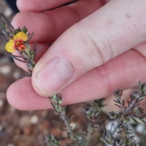 Dillwynia sericea at Bungendore, NSW - 28 Sep 2022