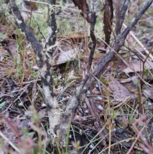 Dillwynia sericea at Bungendore, NSW - 28 Sep 2022 10:53 AM