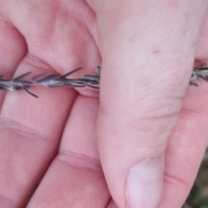 Dillwynia sericea at Bungendore, NSW - 28 Sep 2022 10:53 AM